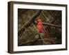 Song of the Red Bird 1-Jai Johnson-Framed Giclee Print