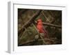 Song of the Red Bird 1-Jai Johnson-Framed Giclee Print