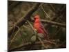 Song of the Red Bird 1-Jai Johnson-Mounted Giclee Print