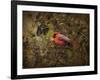 Song of the Red Bird 2-Jai Johnson-Framed Giclee Print