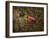 Song of the Red Bird 2-Jai Johnson-Framed Giclee Print