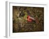 Song of the Red Bird 2-Jai Johnson-Framed Giclee Print