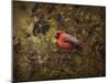 Song of the Red Bird 2-Jai Johnson-Mounted Giclee Print