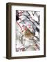 Song Sparrow in Common Winterberry in Winter, Marion, Illinois, Usa-Richard ans Susan Day-Framed Photographic Print