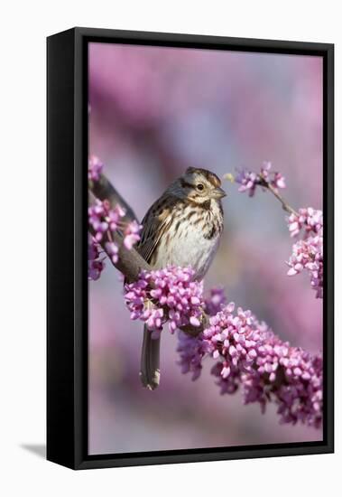 Song Sparrow in Redbud Tree, Marion, Illinois, Usa-Richard ans Susan Day-Framed Stretched Canvas