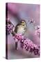 Song Sparrow in Redbud Tree, Marion, Illinois, Usa-Richard ans Susan Day-Stretched Canvas