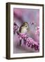 Song Sparrow in Redbud Tree, Marion, Illinois, Usa-Richard ans Susan Day-Framed Photographic Print