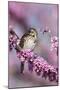 Song Sparrow in Redbud Tree, Marion, Illinois, Usa-Richard ans Susan Day-Mounted Photographic Print