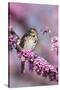 Song Sparrow in Redbud Tree, Marion, Illinois, Usa-Richard ans Susan Day-Stretched Canvas