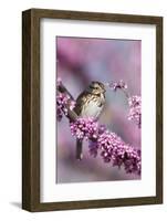 Song Sparrow in Redbud Tree, Marion, Illinois, Usa-Richard ans Susan Day-Framed Photographic Print