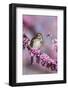Song Sparrow in Redbud Tree, Marion, Illinois, Usa-Richard ans Susan Day-Framed Photographic Print