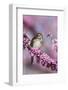 Song Sparrow in Redbud Tree, Marion, Illinois, Usa-Richard ans Susan Day-Framed Photographic Print