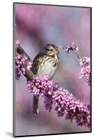 Song Sparrow in Redbud Tree, Marion, Illinois, Usa-Richard ans Susan Day-Mounted Photographic Print