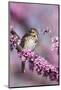 Song Sparrow in Redbud Tree, Marion, Illinois, Usa-Richard ans Susan Day-Mounted Photographic Print