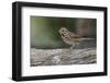 Song sparrow, Kentucky-Adam Jones-Framed Photographic Print