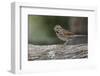 Song sparrow, Kentucky-Adam Jones-Framed Photographic Print