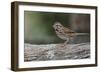 Song sparrow, Kentucky-Adam Jones-Framed Photographic Print