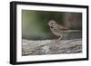 Song sparrow, Kentucky-Adam Jones-Framed Photographic Print