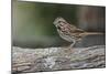 Song sparrow, Kentucky-Adam Jones-Mounted Photographic Print