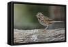 Song sparrow, Kentucky-Adam Jones-Framed Stretched Canvas