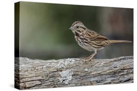 Song sparrow, Kentucky-Adam Jones-Stretched Canvas