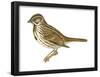 Song Sparrow (Melospiza Melodia), Birds-Encyclopaedia Britannica-Framed Poster