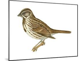 Song Sparrow (Melospiza Melodia), Birds-Encyclopaedia Britannica-Mounted Poster