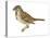 Song Sparrow (Melospiza Melodia), Birds-Encyclopaedia Britannica-Stretched Canvas