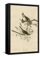 Song Sparrow-null-Framed Stretched Canvas