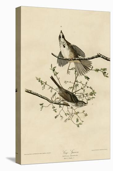 Song Sparrow-null-Stretched Canvas