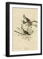 Song Sparrow-null-Framed Premium Giclee Print