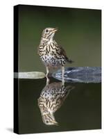 Song Thrush (Turdus Philomelos) at Water, Pusztaszer, Hungary, May 2008-Varesvuo-Stretched Canvas