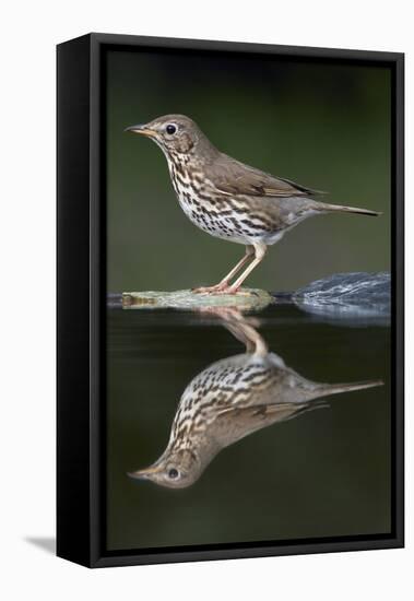 Song Thrush (Turdus Philomelos) at Water, Pusztaszer, Hungary, May 2008-Varesvuo-Framed Stretched Canvas