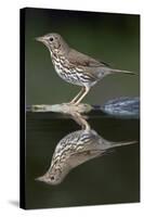 Song Thrush (Turdus Philomelos) at Water, Pusztaszer, Hungary, May 2008-Varesvuo-Stretched Canvas