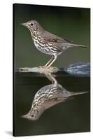 Song Thrush (Turdus Philomelos) at Water, Pusztaszer, Hungary, May 2008-Varesvuo-Stretched Canvas