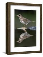 Song Thrush (Turdus Philomelos) at Water, Pusztaszer, Hungary, May 2008-Varesvuo-Framed Photographic Print