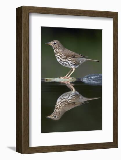 Song Thrush (Turdus Philomelos) at Water, Pusztaszer, Hungary, May 2008-Varesvuo-Framed Photographic Print