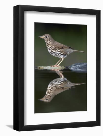 Song Thrush (Turdus Philomelos) at Water, Pusztaszer, Hungary, May 2008-Varesvuo-Framed Photographic Print