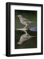 Song Thrush (Turdus Philomelos) at Water, Pusztaszer, Hungary, May 2008-Varesvuo-Framed Photographic Print