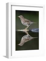 Song Thrush (Turdus Philomelos) at Water, Pusztaszer, Hungary, May 2008-Varesvuo-Framed Photographic Print