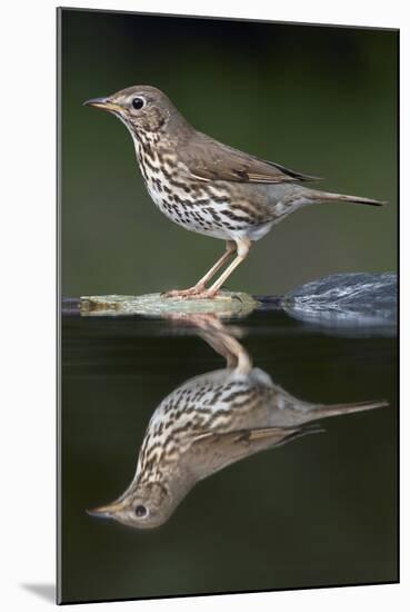 Song Thrush (Turdus Philomelos) at Water, Pusztaszer, Hungary, May 2008-Varesvuo-Mounted Photographic Print