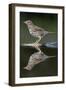 Song Thrush (Turdus Philomelos) at Water, Pusztaszer, Hungary, May 2008-Varesvuo-Framed Photographic Print