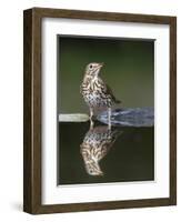 Song Thrush (Turdus Philomelos) at Water, Pusztaszer, Hungary, May 2008-Varesvuo-Framed Photographic Print