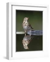 Song Thrush (Turdus Philomelos) at Water, Pusztaszer, Hungary, May 2008-Varesvuo-Framed Photographic Print