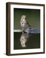 Song Thrush (Turdus Philomelos) at Water, Pusztaszer, Hungary, May 2008-Varesvuo-Framed Photographic Print