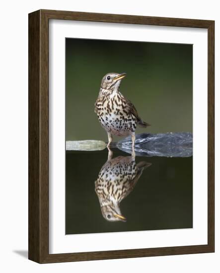 Song Thrush (Turdus Philomelos) at Water, Pusztaszer, Hungary, May 2008-Varesvuo-Framed Photographic Print