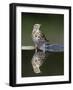 Song Thrush (Turdus Philomelos) at Water, Pusztaszer, Hungary, May 2008-Varesvuo-Framed Photographic Print