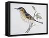 Song Thrush (Turdus Philomelos O Turdus Ericetorum), Turdidae-null-Framed Stretched Canvas