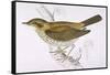 Song Thrush-Reverend Francis O. Morris-Framed Stretched Canvas