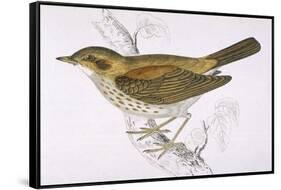 Song Thrush-Reverend Francis O. Morris-Framed Stretched Canvas